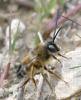 Eucera nigrilabris
